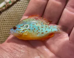 Orangespotted Sunfish thumbnail 4