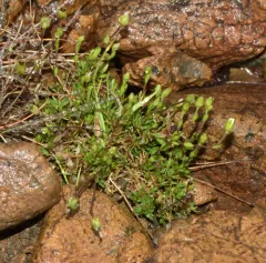 Creeping Sandwort thumbnail 4