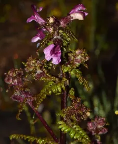 Marsh Lousewort thumbnail 3
