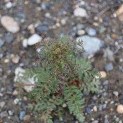 Franklin's Phacelia thumbnail 4