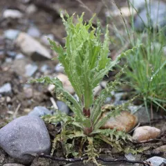 Marsh Fleawort thumbnail 4