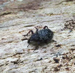 Warren's Rootcollar Weevil thumbnail 2