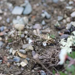 bering mouse-ear chickweed thumbnail 4