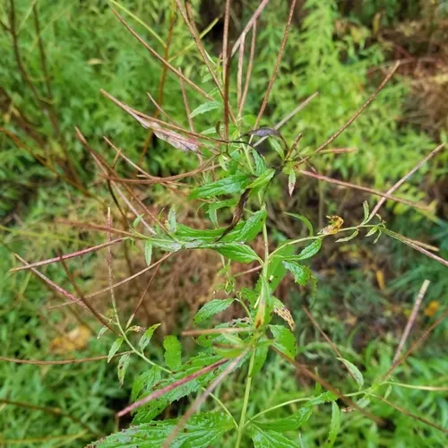 cinnamon willowherb
