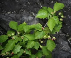 Smooth Hawthorn thumbnail 2