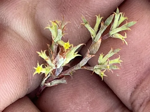 Watson's spineflower