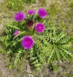 dwarf thistle thumbnail 4
