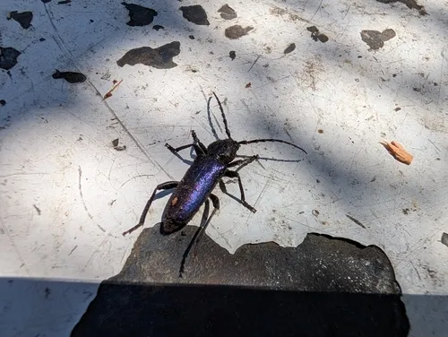 Semanotus amethystinus