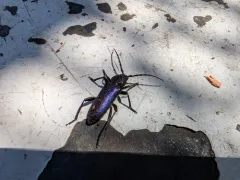 Semanotus amethystinus thumbnail 1