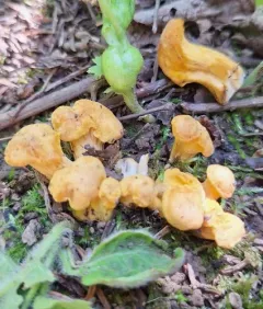 Golden Chanterelle thumbnail 3