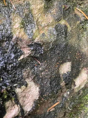 Diverse-leaved Bristle Moss