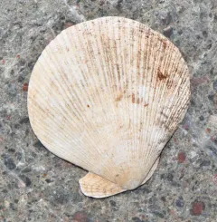 Icelandic Scallop thumbnail 3