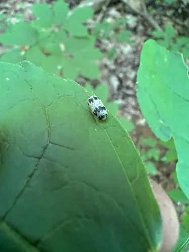 Charops annulipes