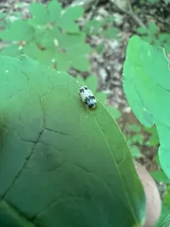 Charops annulipes thumbnail 1
