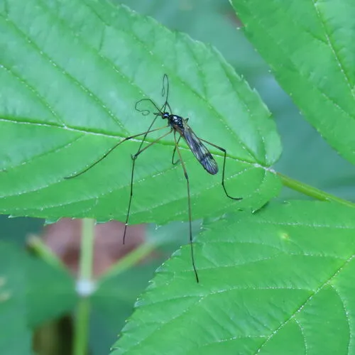 Limnophila macrocera