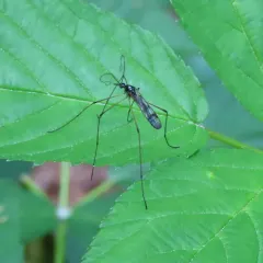 Limnophila macrocera thumbnail 1