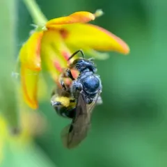 Macoupin County sweat bee thumbnail 1