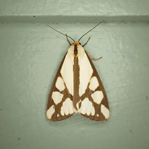 Reversed Haploa Moth