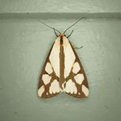Reversed Haploa Moth thumbnail 1