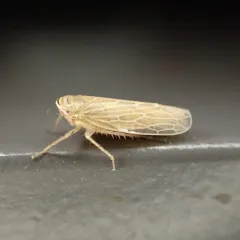 Paramesus major thumbnail 4