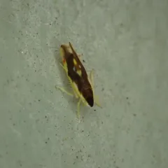 Erythroneura aclys thumbnail 4