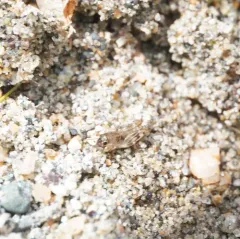 Larger Pygmy Mole Grasshopper thumbnail 3