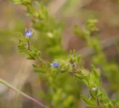 Spring Speedwell thumbnail 4