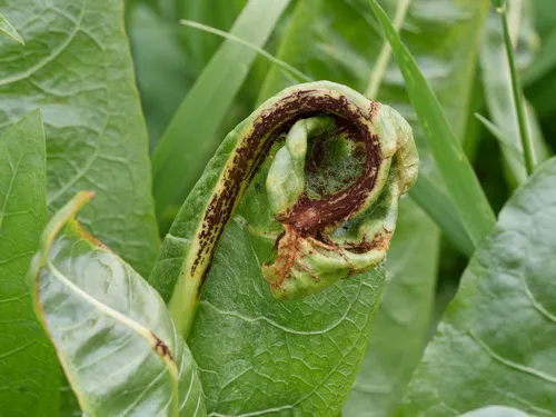 Puccinia balsamorhizae