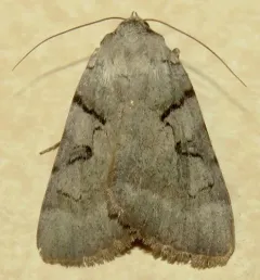 Abbreviated Underwing thumbnail 4
