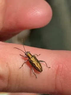 Glittering reed beetle thumbnail 3