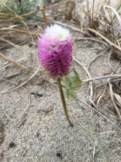 Quail Grass thumbnail 4