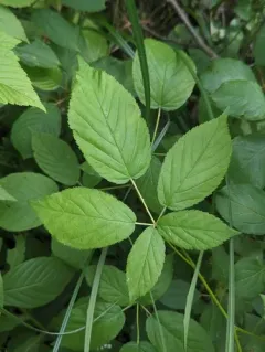 Ithaca blackberry thumbnail 2