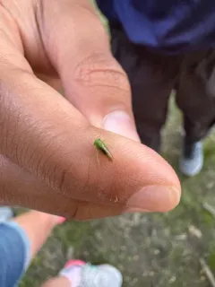 Honeylocust Leafhopper thumbnail 3