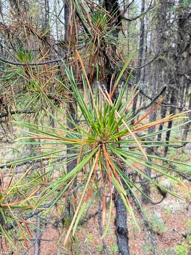 Pine Needle Cast