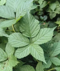 downy racemose dewberry thumbnail 3