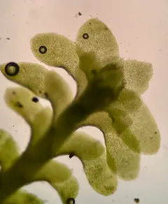 Sharp-pointed Earwort thumbnail 3