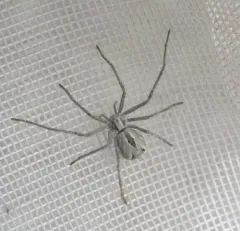 Attractive Running Crab Spider thumbnail 3