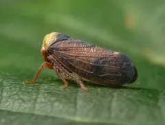 lime leafhopper thumbnail 2