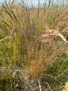 Chewing's Fescue thumbnail 1