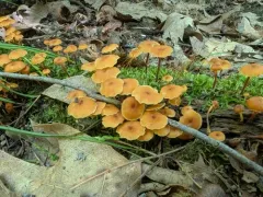 Xeromphalina enigmatica thumbnail 4