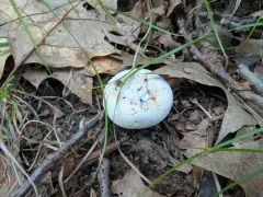 Lactifluus subvellereus thumbnail 4