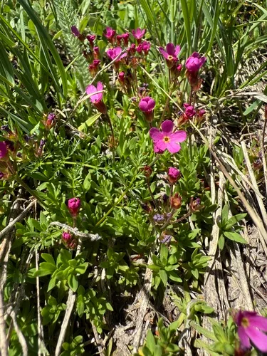 Bloom Peak Douglasia