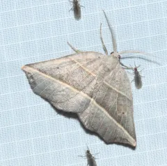 Dark Metanema Moth thumbnail 4
