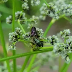 Little reed beetle thumbnail 4