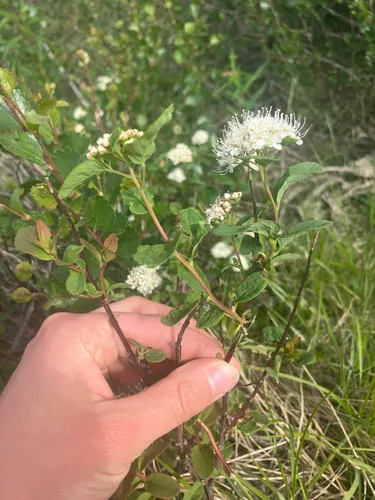 Beauverd Spirea