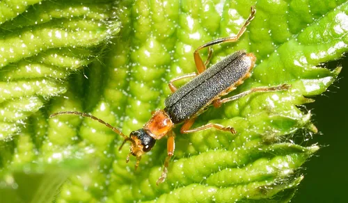 Cantharis lateralis