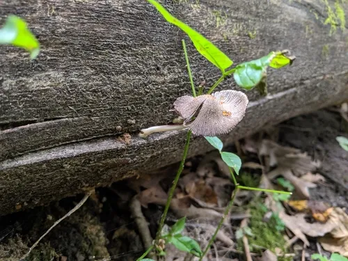 Firerug Inkcap