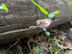 Firerug Inkcap thumbnail 1