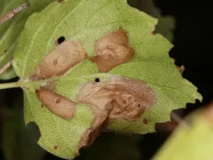 Coleophora viburniella thumbnail 2