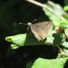 Persius Duskywing thumbnail 4